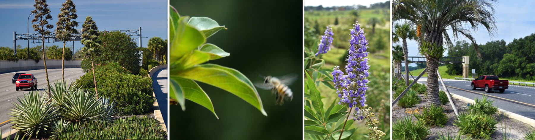 06.29.20+CFX+Landscaping Page+Header Photo